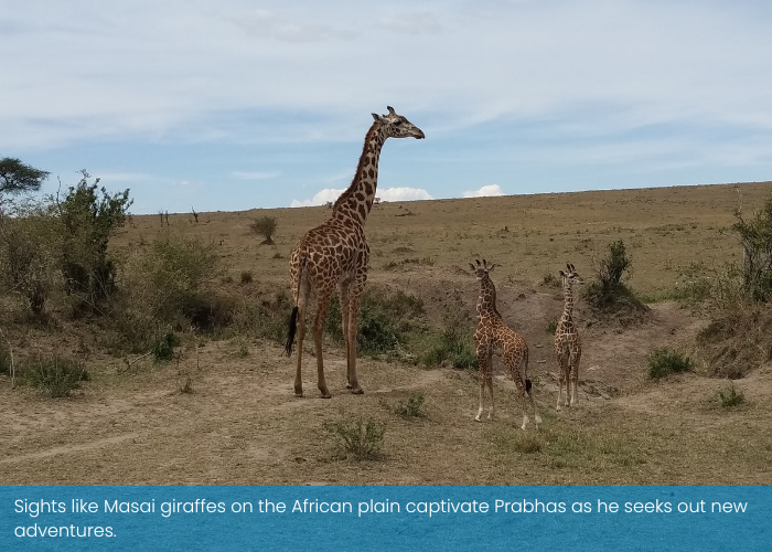 Prabhas-Masai giraffes